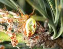 Araniella_displicata_D2988_Z_84_NP De Hoge Veluwe_Nederland